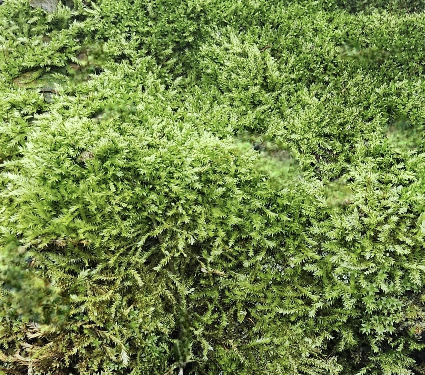 La Swamp Mousse tropical