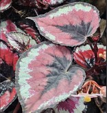 La Swamp Plante Begonia Rex ''red Kiss''