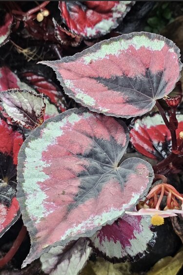La Swamp Plante Begonia Rex ''red Kiss''