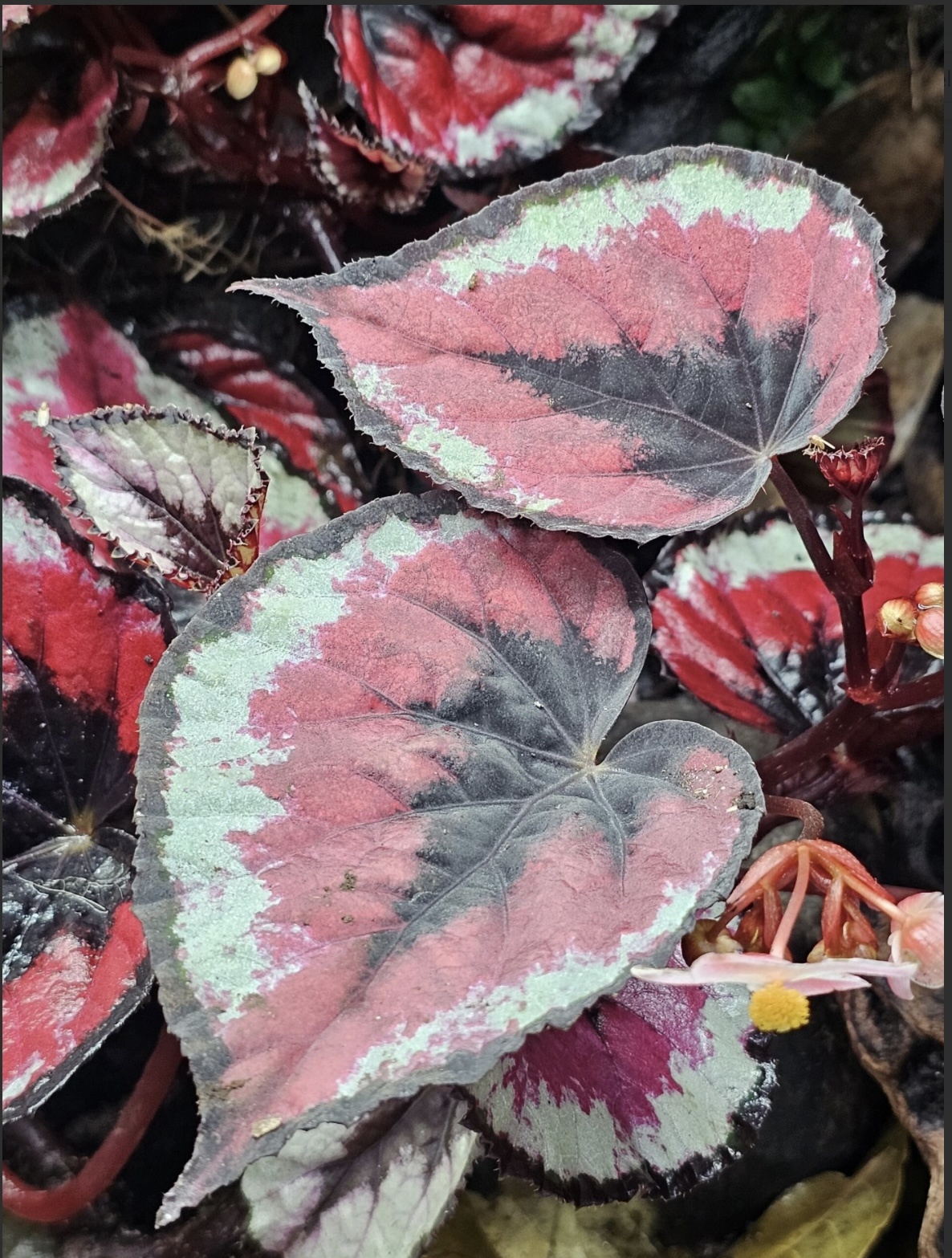 La Swamp Plante Begonia Rex ''red Kiss''