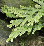 La Swamp Plante Selaginella Kraussiana "Aurea"