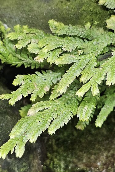La Swamp Selaginella kraussiana plant