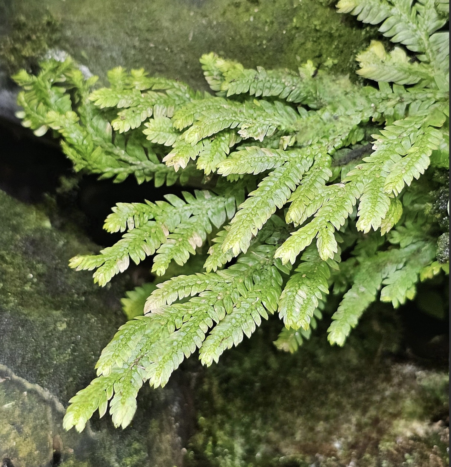 La Swamp Plante Selaginella Kraussiana "Aurea"