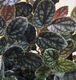 La Swamp Pellionia pulchra plant