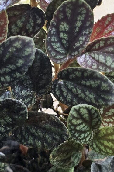 La Swamp Pellionia pulchra plant