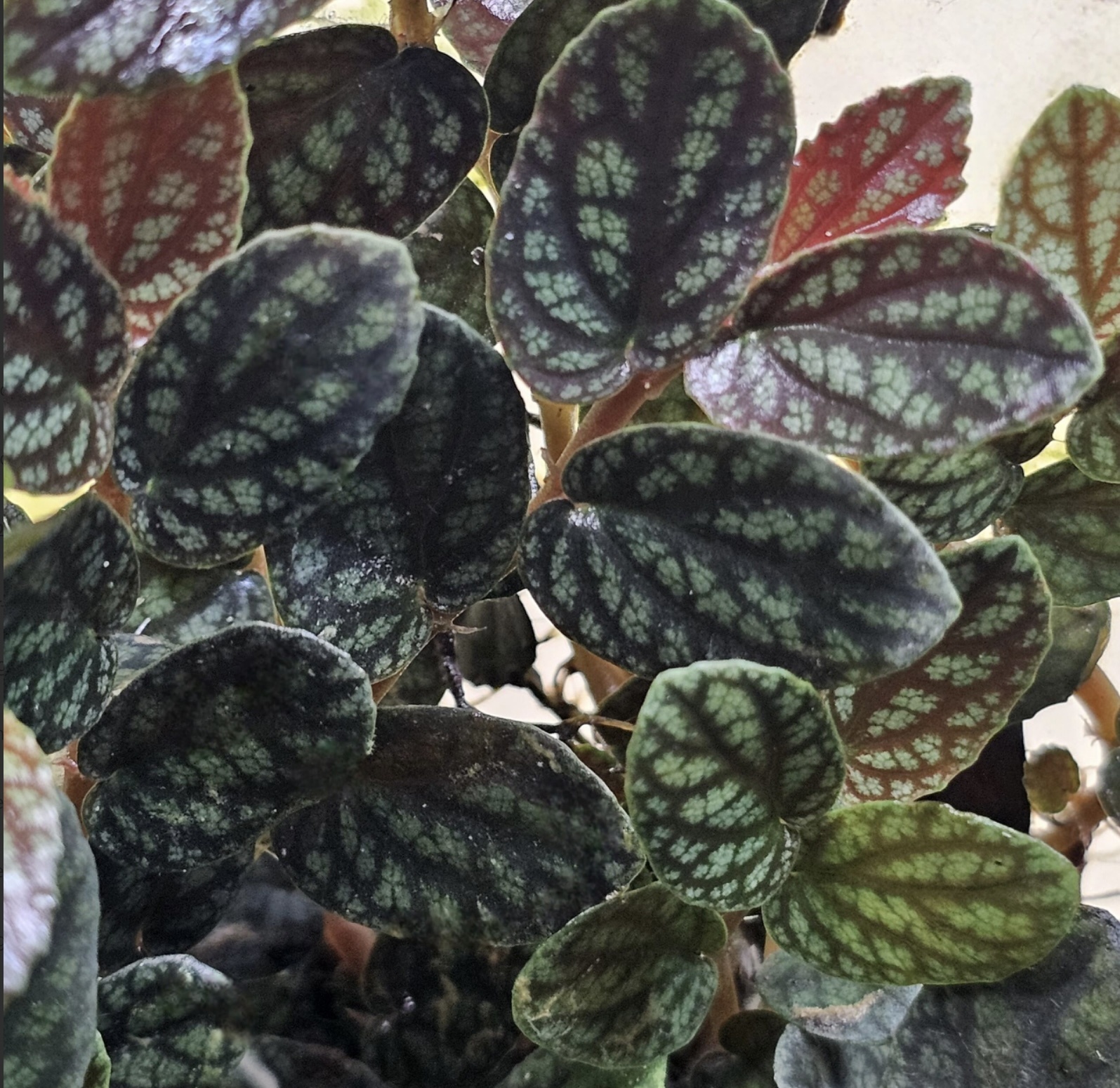 La Swamp Pellionia pulchra plant