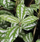 La Swamp Plant Pilea cardierei