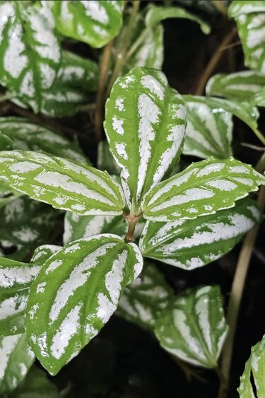 La Swamp Plante Pilea cadierei