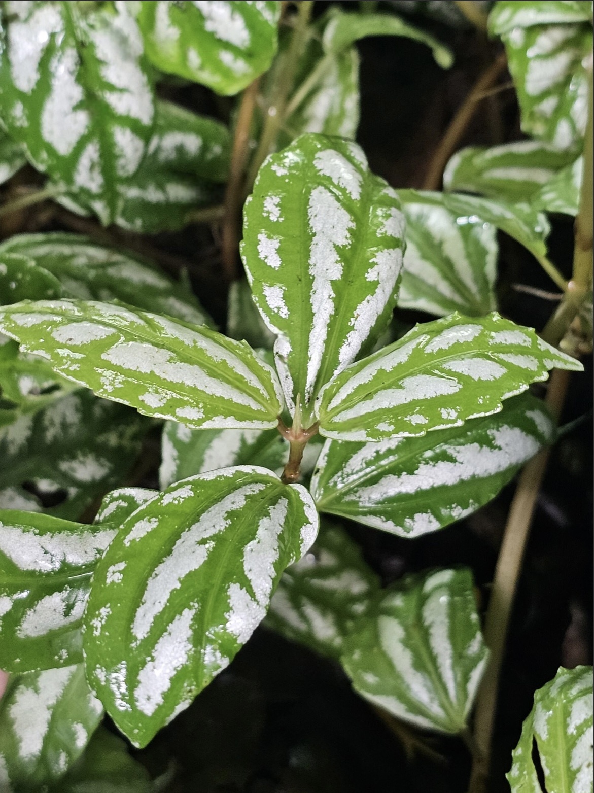 La Swamp Plante Pilea cadierei