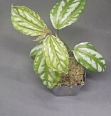 La Swamp Plante Pilea cadierei