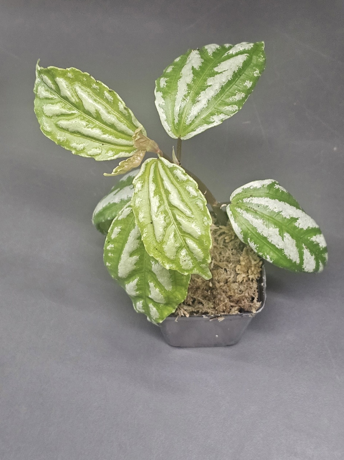 La Swamp LA SWAMP PLANT-PIL-CAD Plante Pilea cadierei
