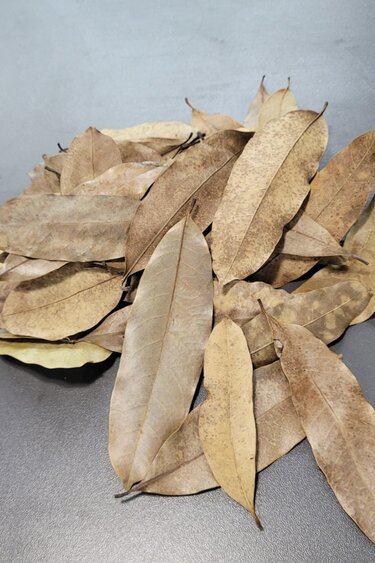 La Swamp Kaya leaves