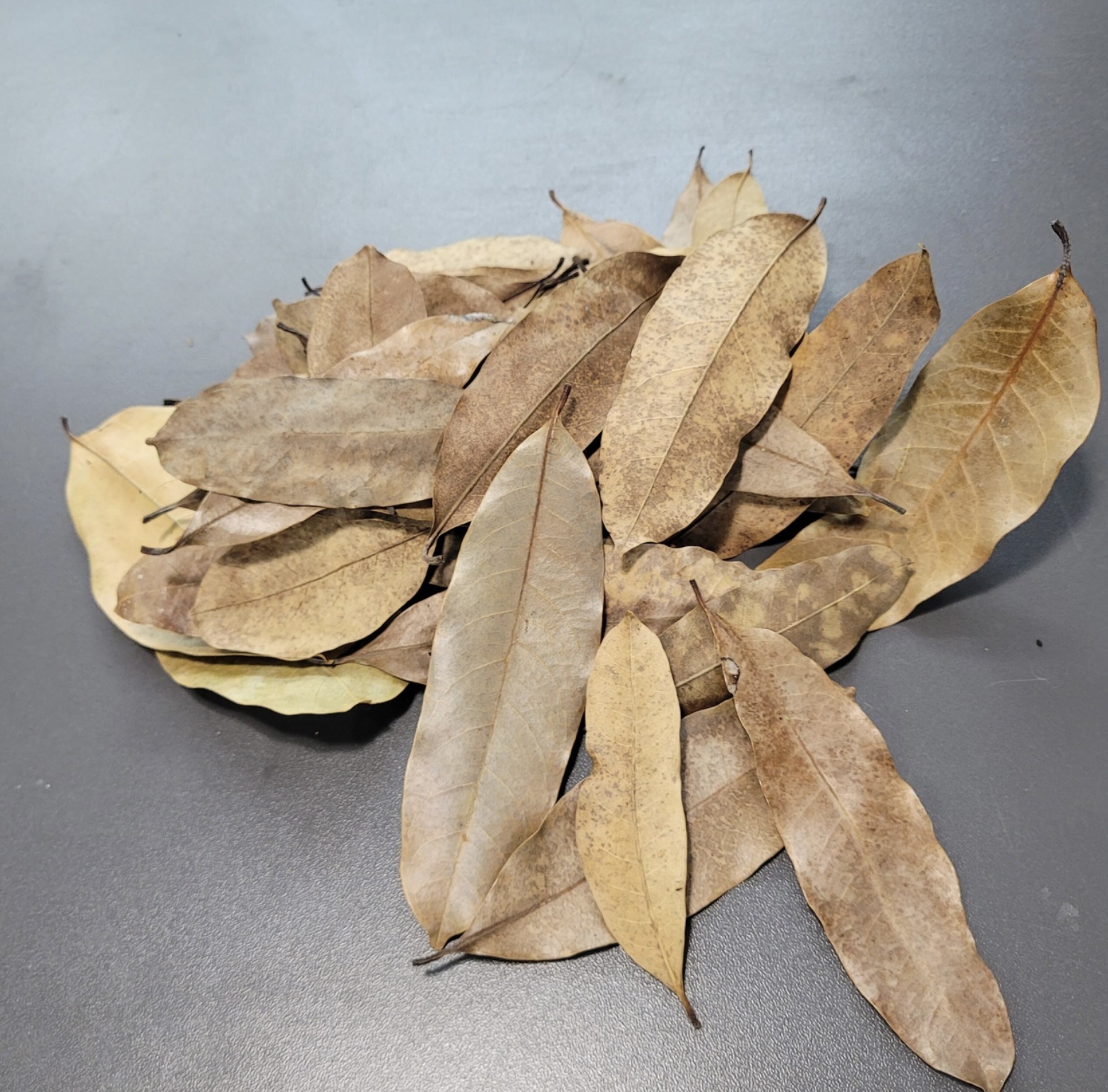 La Swamp  Kaya leaves