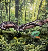 Magazoo Python tapis Irian Jaya Indonésien (Pure west papuan Irian Jaya) Mâle #2