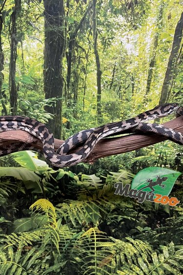 Magazoo Female Carpet Python Irian Jaya Indonesian (Pure west papuan Irian Jaya) #1