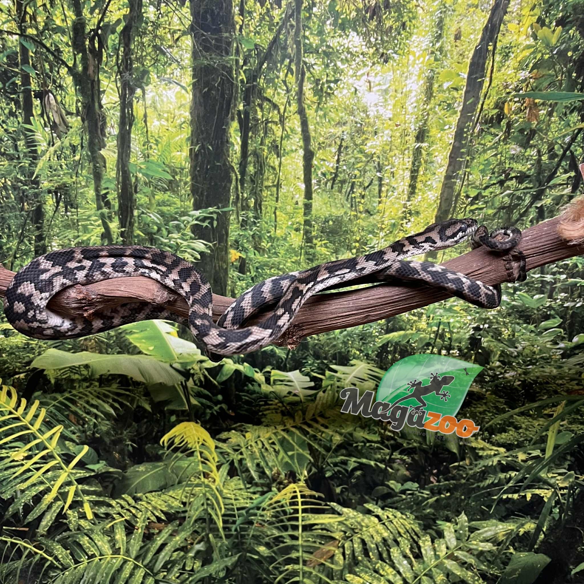 Magazoo Python tapis Irian Jaya Indonésien (Pure west papuan Irian Jaya) Femelle #1