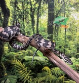 Magazoo Python tapis Irian Jaya Indonésien (Pure west papuan Irian Jaya) Femelle #1