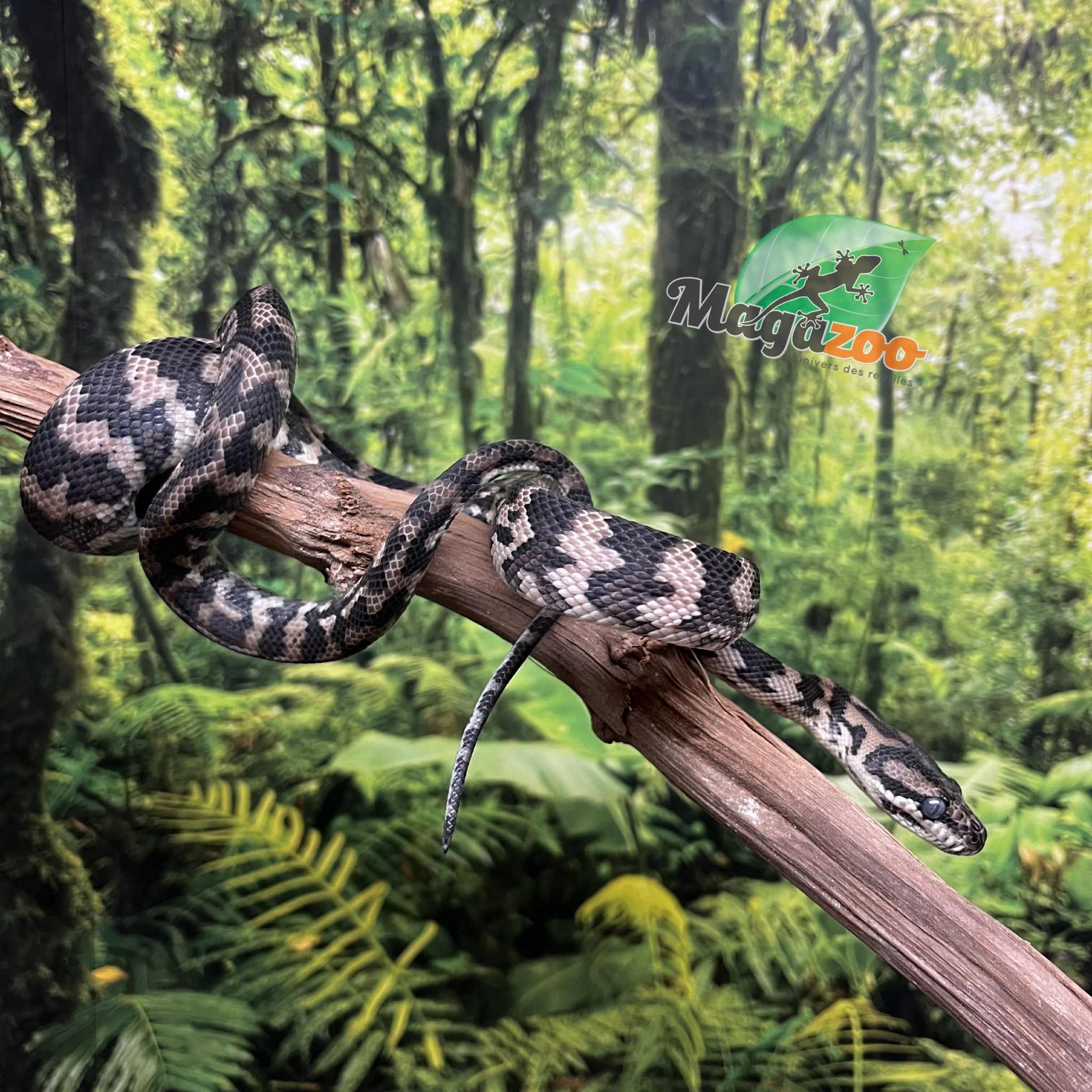 Magazoo Female Carpet Python Irian Jaya Indonesian (Pure west papuan Irian Jaya) #1