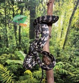 Magazoo Female Carpet Python Irian Jaya Indonesian (Pure west papuan Irian Jaya) #1