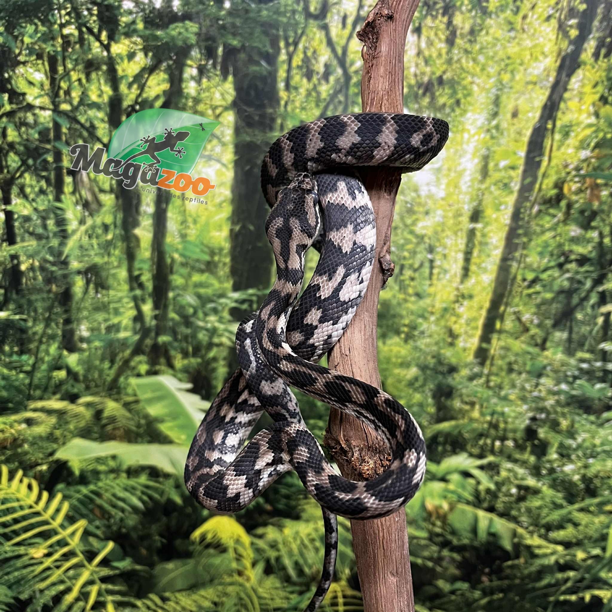 Magazoo Female Carpet Python Irian Jaya Indonesian (Pure west papuan Irian Jaya) #1