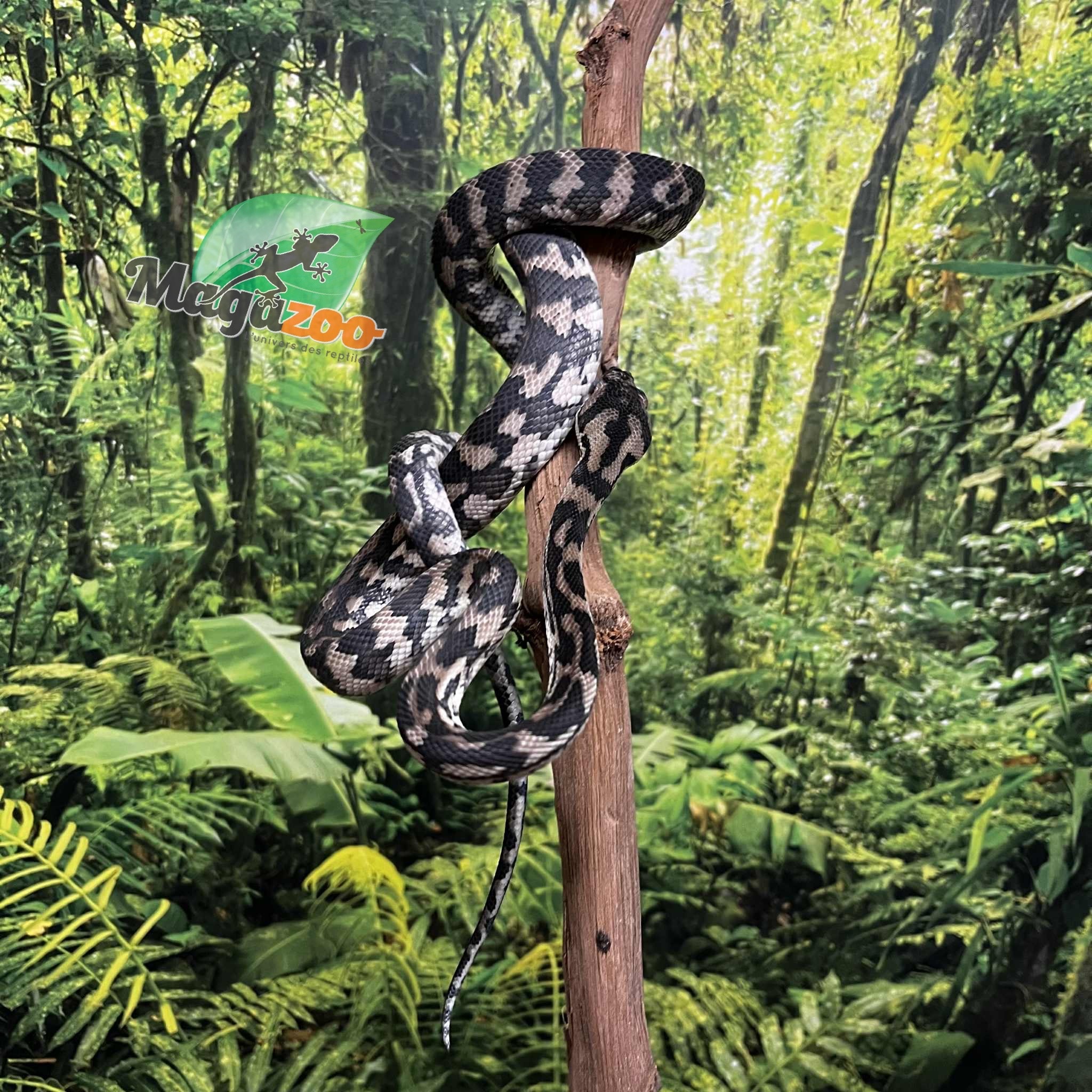 Magazoo Female Carpet Python Irian Jaya Indonesian (Pure west papuan Irian Jaya) #1