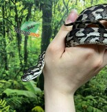 Magazoo Male Irian Jaya Indonesian carpet python (Pure west papuan Irian Jaya) #1