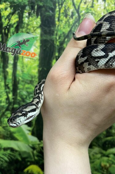 Magazoo Python tapis Irian Jaya Indonésien (Pure west papuan Irian Jaya) Mâle #1