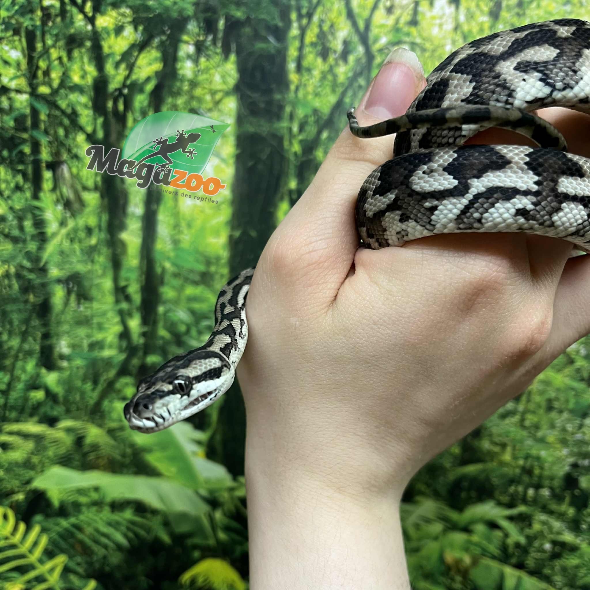 Magazoo Male Irian Jaya Indonesian carpet python (Pure west papuan Irian Jaya) #1