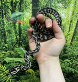 Magazoo Python tapis Irian Jaya Indonésien (Pure west papuan Irian Jaya) Mâle #1