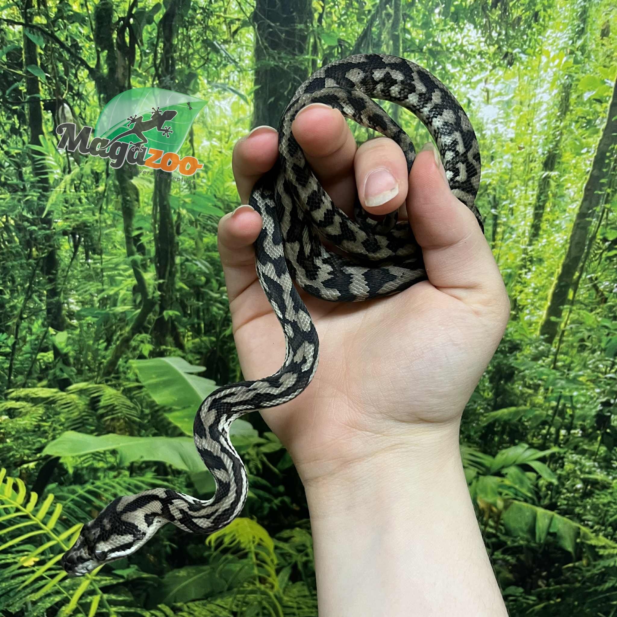 Magazoo Python tapis Irian Jaya Indonésien (Pure west papuan Irian Jaya) Mâle #1