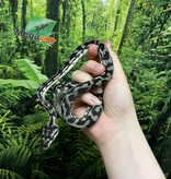 Magazoo Python tapis Irian Jaya Indonésien (Pure west papuan Irian Jaya) Mâle #1