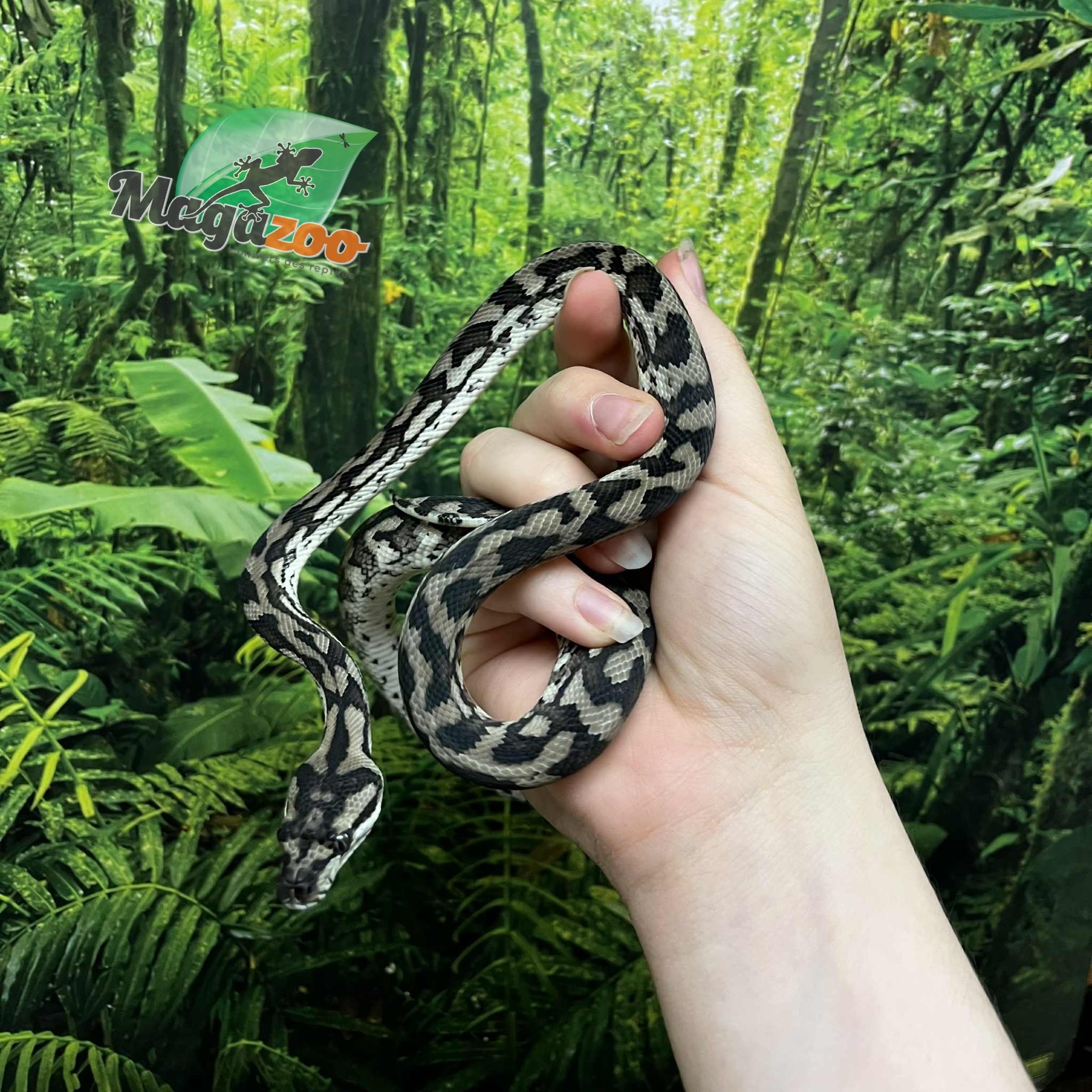 Magazoo Python tapis Irian Jaya Indonésien (Pure west papuan Irian Jaya) Mâle #1