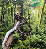 Magazoo Male Irian Jaya Indonesian carpet python (Pure west papuan Irian Jaya) #2