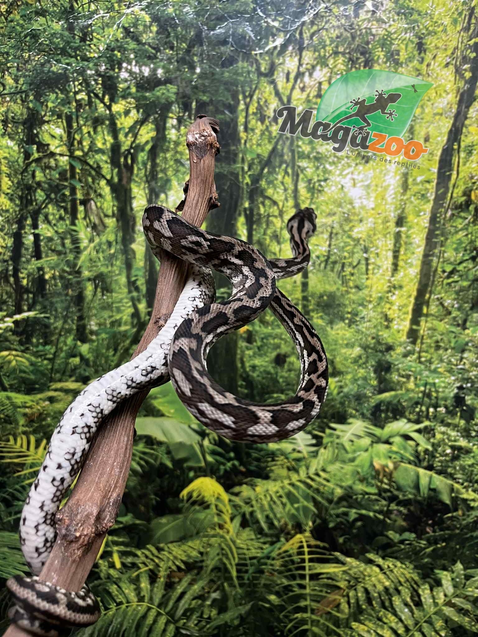 Magazoo Python tapis Irian Jaya Indonésien (Pure west papuan Irian Jaya) Mâle #2