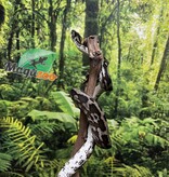 Magazoo Male Irian Jaya Indonesian carpet python (Pure west papuan Irian Jaya) #2