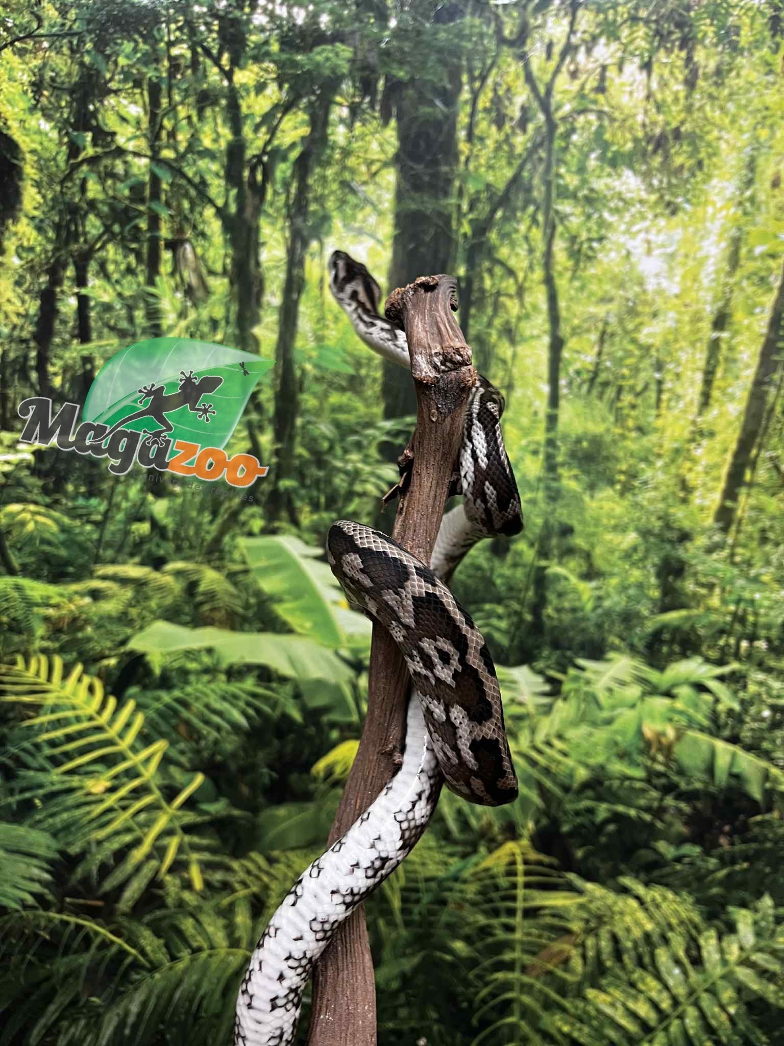 Magazoo Python tapis Irian Jaya Indonésien (Pure west papuan Irian Jaya) Mâle #2