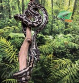 Magazoo Male Irian Jaya Indonesian carpet python (Pure west papuan Irian Jaya) #2