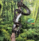 Magazoo Python tapis Irian Jaya Indonésien (Pure west papuan Irian Jaya) Mâle #2