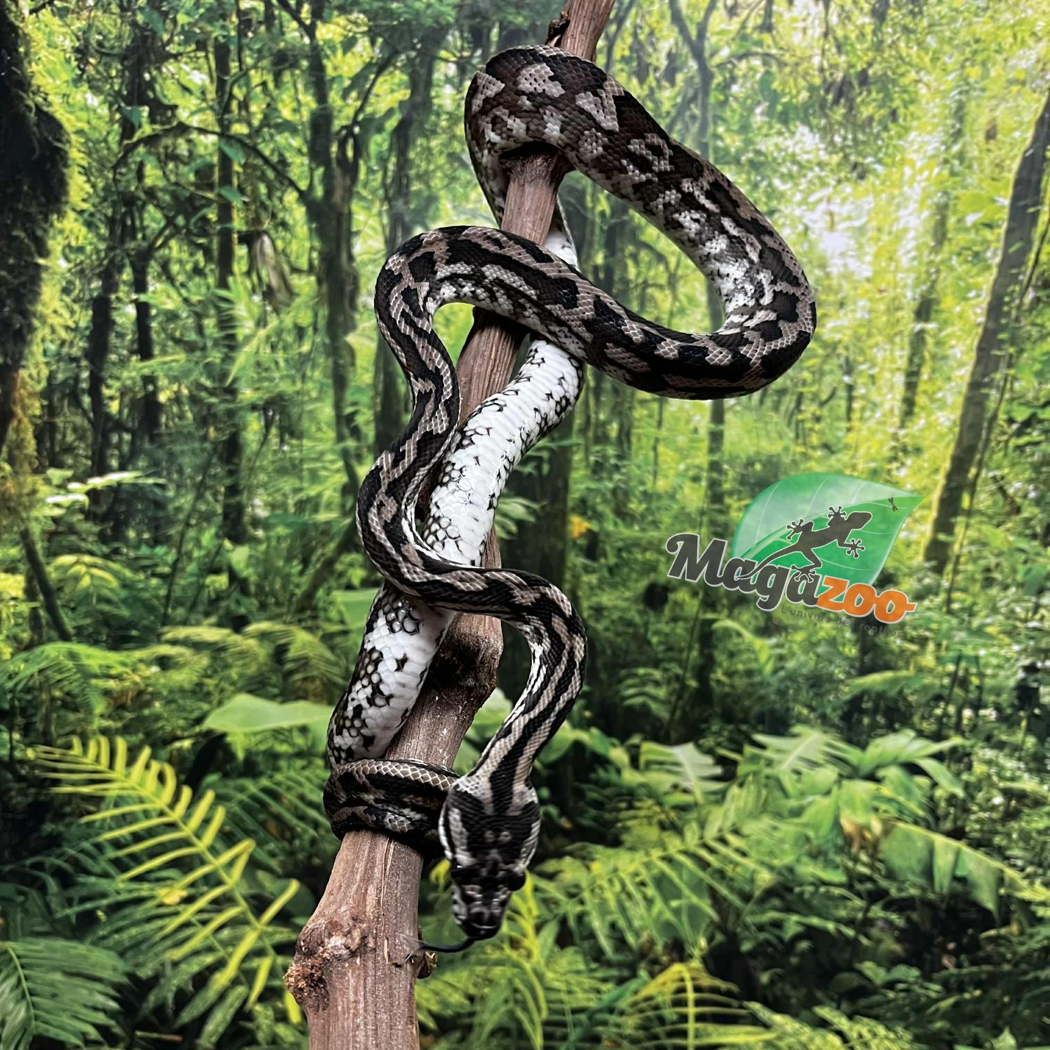 Magazoo Python tapis Irian Jaya Indonésien (Pure west papuan Irian Jaya) Mâle #2