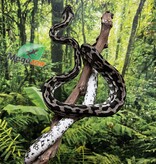 Magazoo Male Irian Jaya Indonesian carpet python (Pure west papuan Irian Jaya) #2