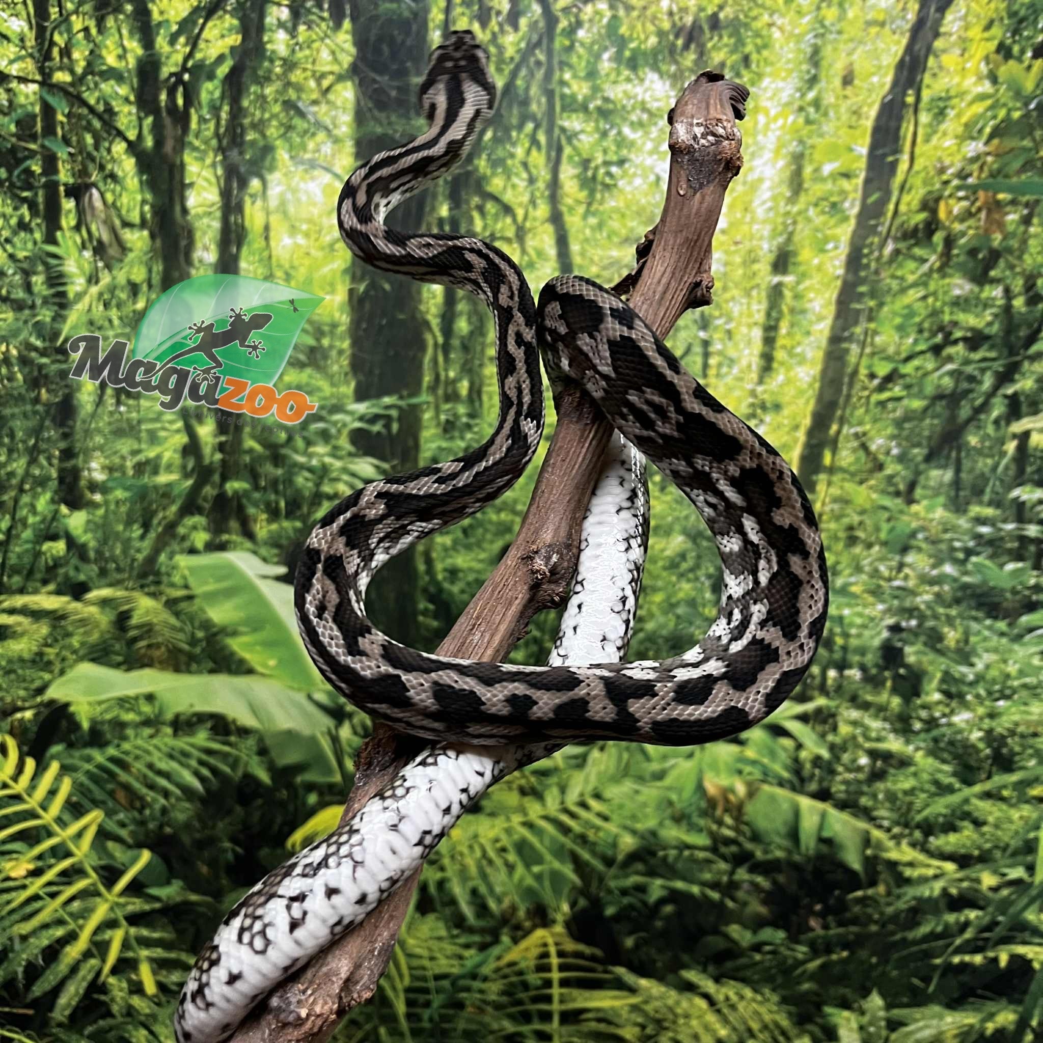 Magazoo Male Irian Jaya Indonesian carpet python (Pure west papuan Irian Jaya) #2