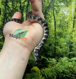 Magazoo Male Indonesian Axanthic Carpet Python (Pure West Papuan) #2