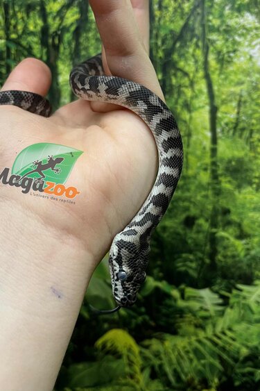 Magazoo Male Indonesian Axanthic Carpet Python (Pure West Papuan) #2