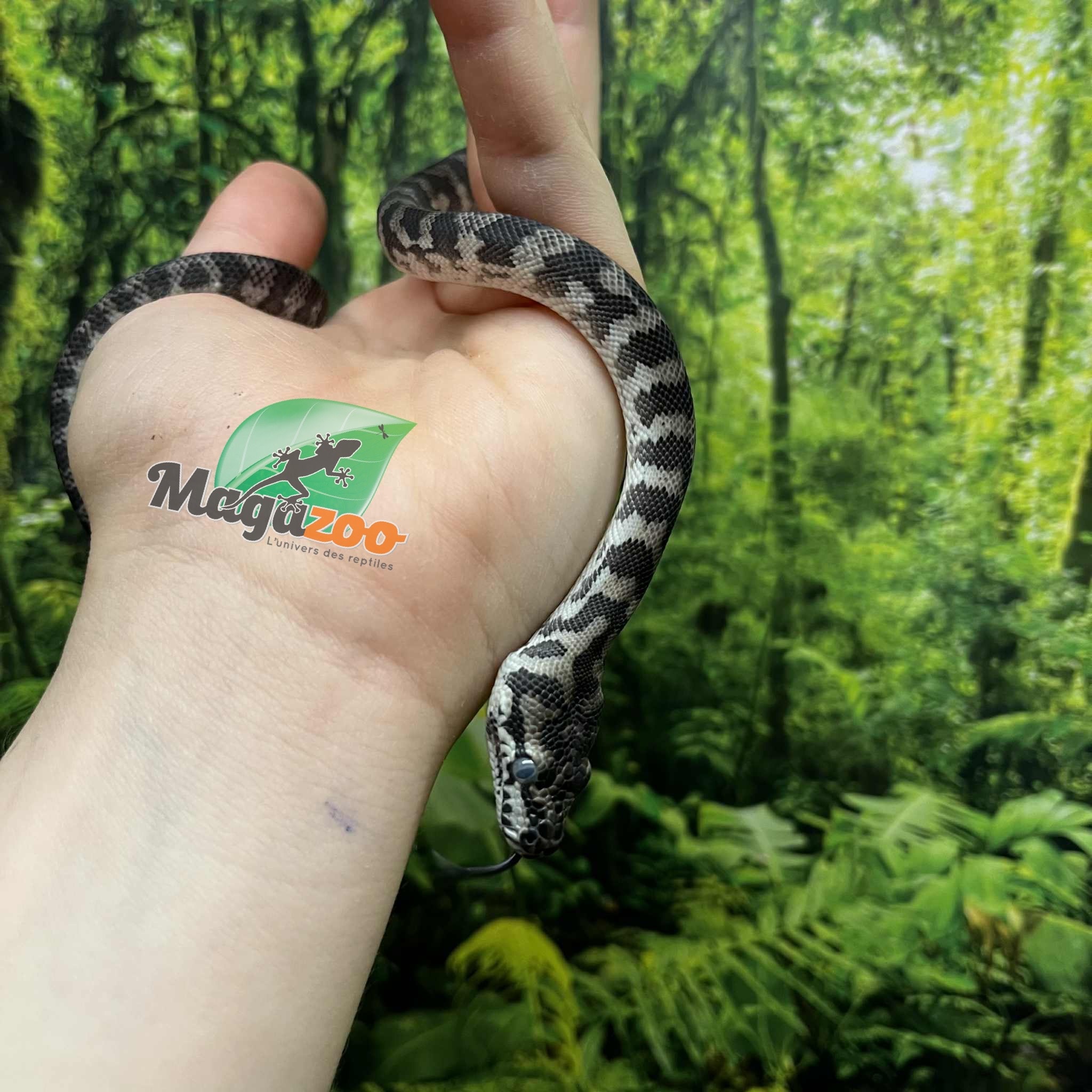 Magazoo Male Indonesian Axanthic Carpet Python (Pure West Papuan) #2