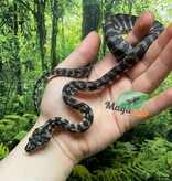 Magazoo Male Indonesian Axanthic Carpet Python (Pure West Papuan) #2