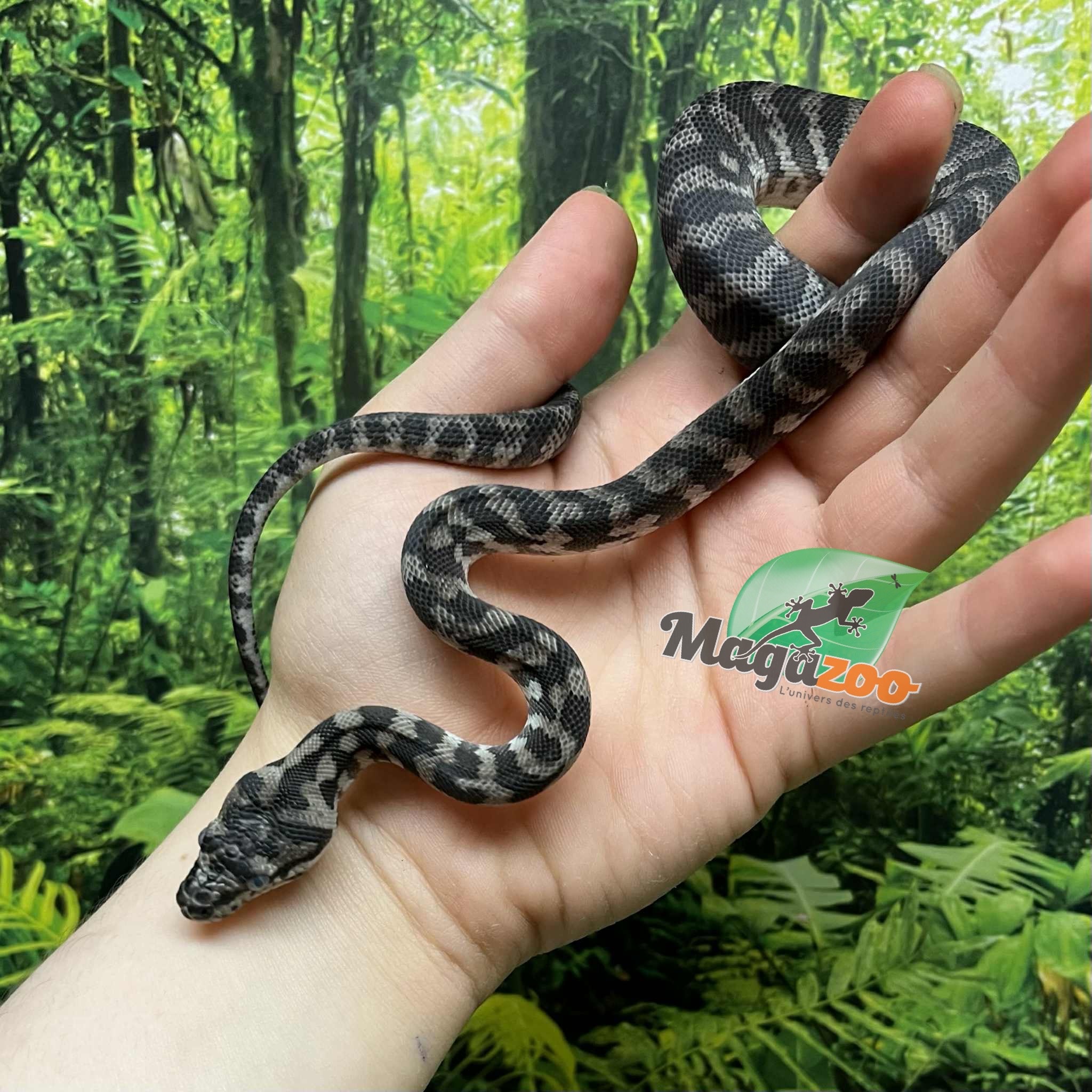 Magazoo Python tapis Indonésien Axanthique het. granite (Pure west papuan) Mâle #2