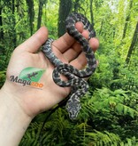 Magazoo Male Indonesian Axanthic Carpet Python (Pure West Papuan) #2