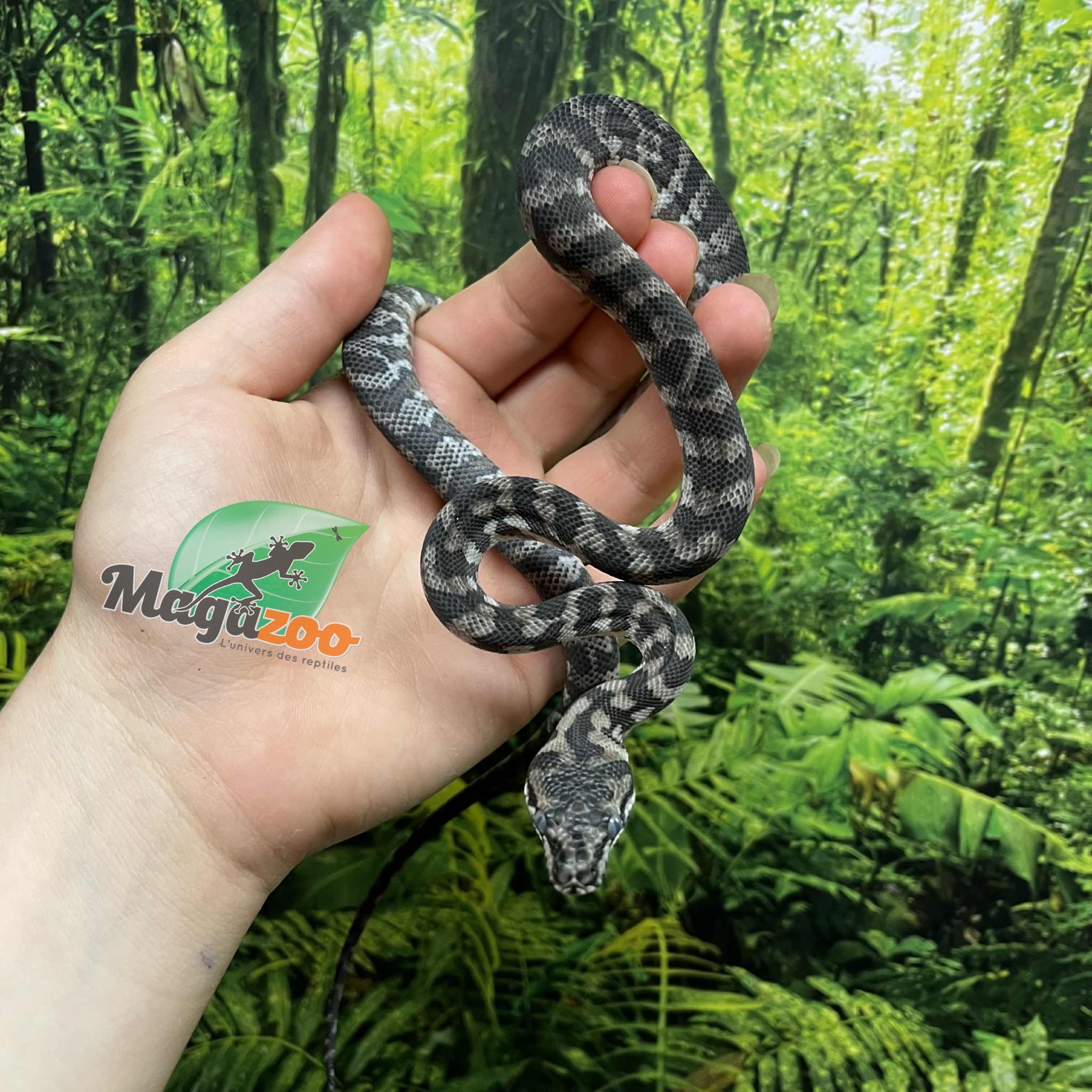 Magazoo Python tapis Indonésien Axanthique het. granite (Pure west papuan) Mâle #2
