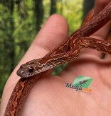 Magazoo Serpent des blés Bloodred Chaos Tessera Femelle (16-7-24)