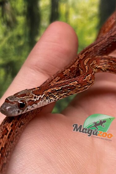 Magazoo Serpent des blés Bloodred Chaos Tessera Femelle (16-7-24)